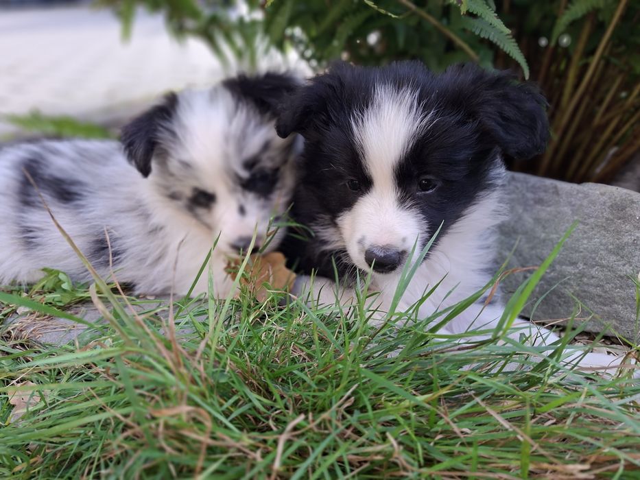 Szczeniak suczka Border Collie ZKwP