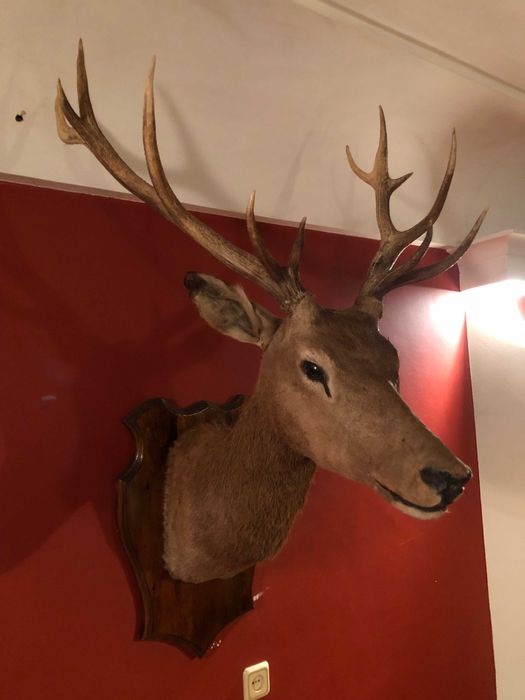Чучело оленя с шикарными рогами красивая голова статуя для дизайна