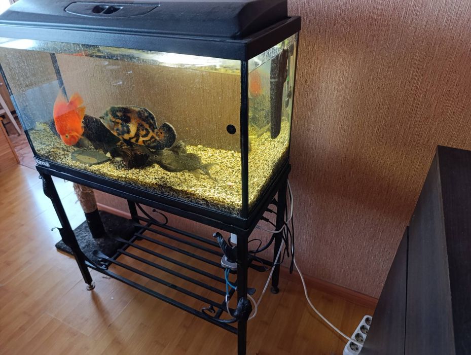 Рибкі хижі риби декоративні риби акваріум стійка для акваріуму