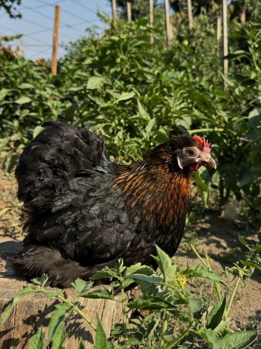 Ovos de galinhas pekin