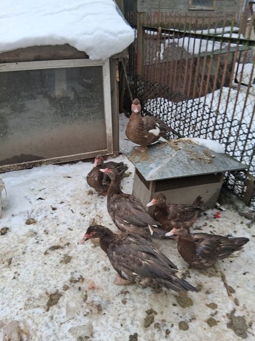 Ptaki różnej rasy,gołębie,gęsi,kaczki i kury ozdobne 50 zł.