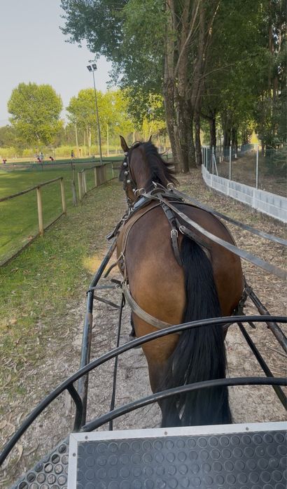 Égua cruzada Lusitano