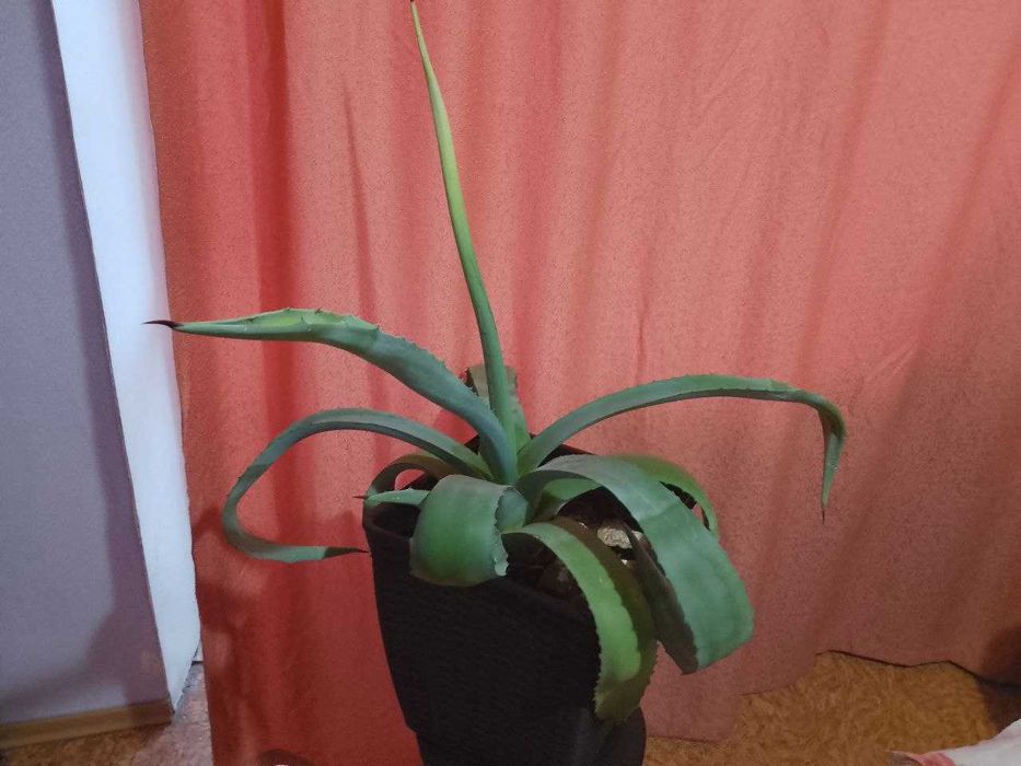 Рослина кімнатна - Агава американська