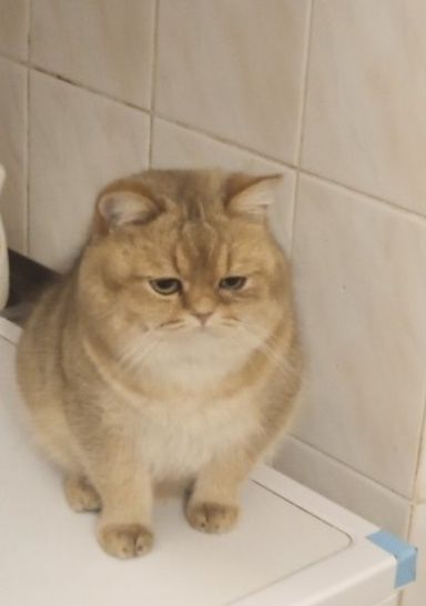 Дуже гарний котик (золота шиншила)