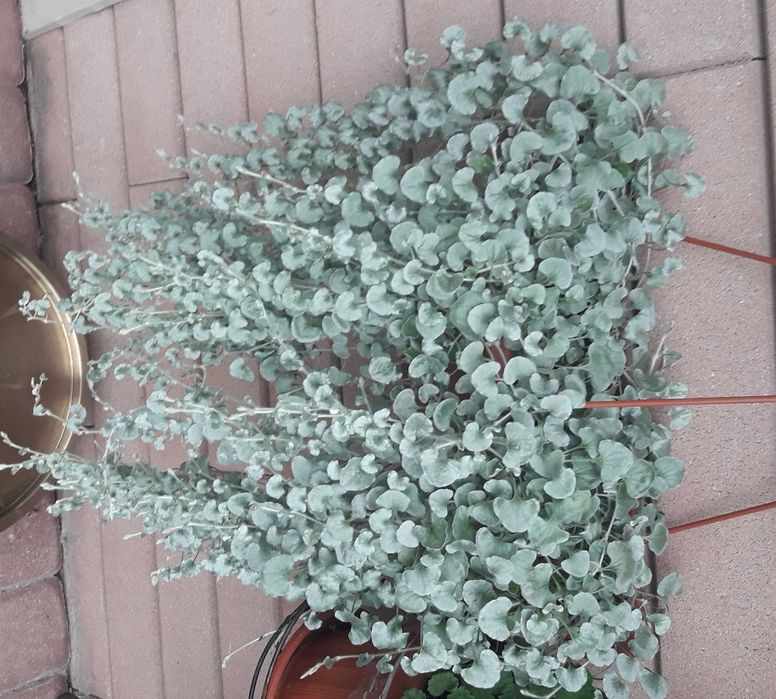 Дихондра Серебристый водопад Традисканция Зебрина