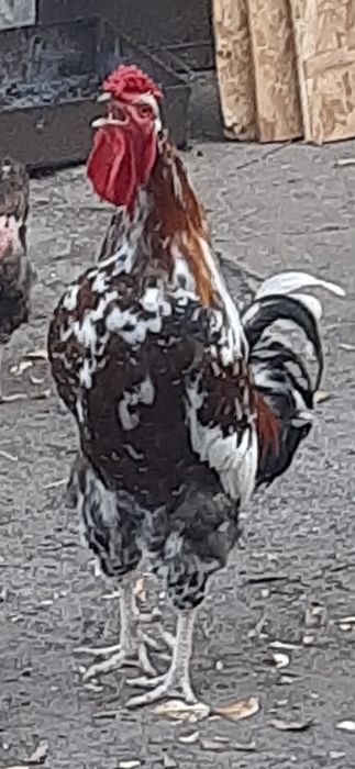 Молодые петушки породы ливенские ситцевые