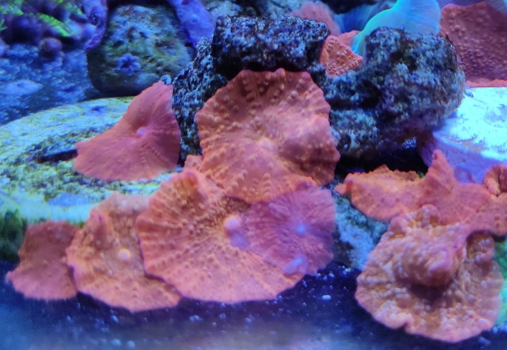 Кораллы в морской аквариум
