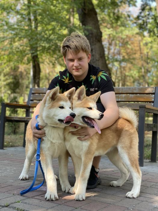 Цуценята акіта іну , akita, Хатіко
