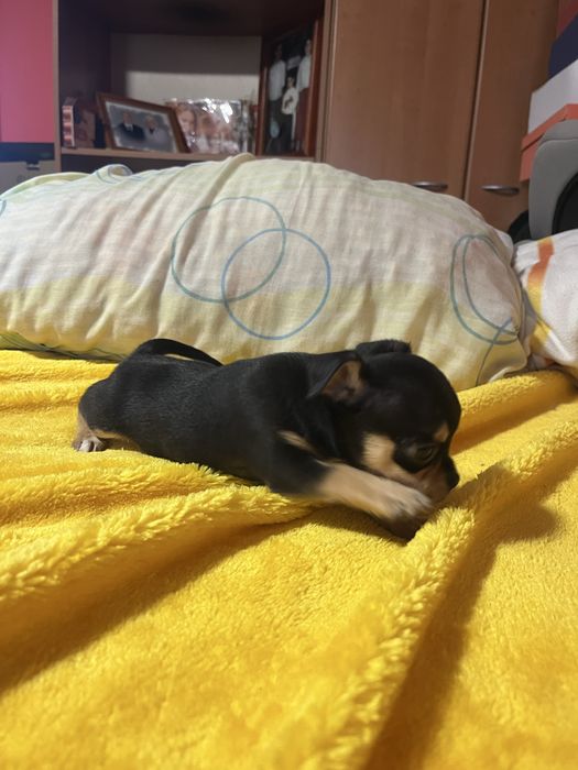 Chihuahua macho muito pequeno