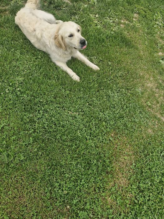 Sunia Golden retriever