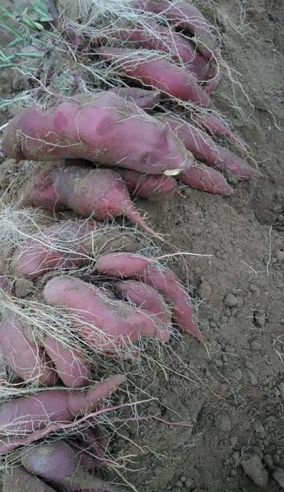 Batata doce comum e batata doce laranja