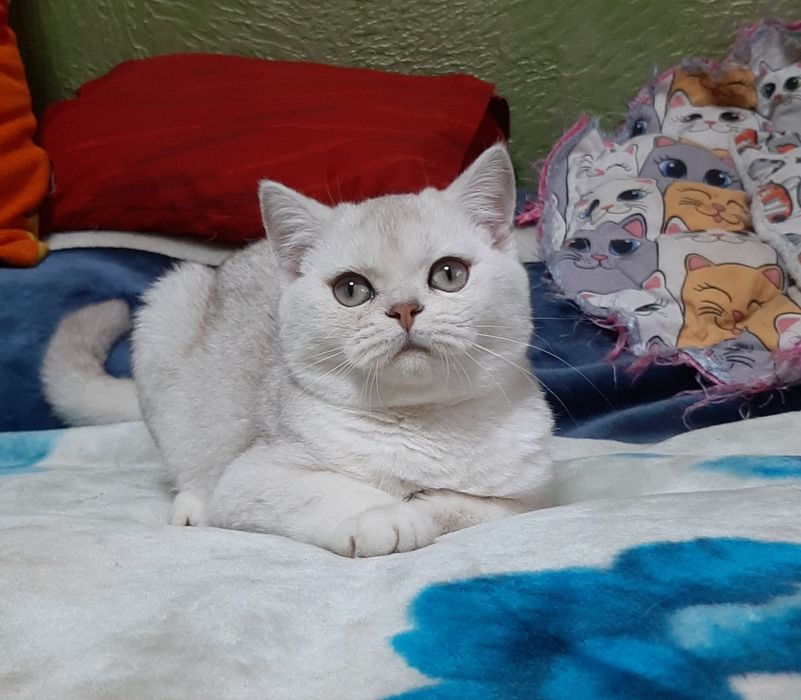 Мальчик шиншилка