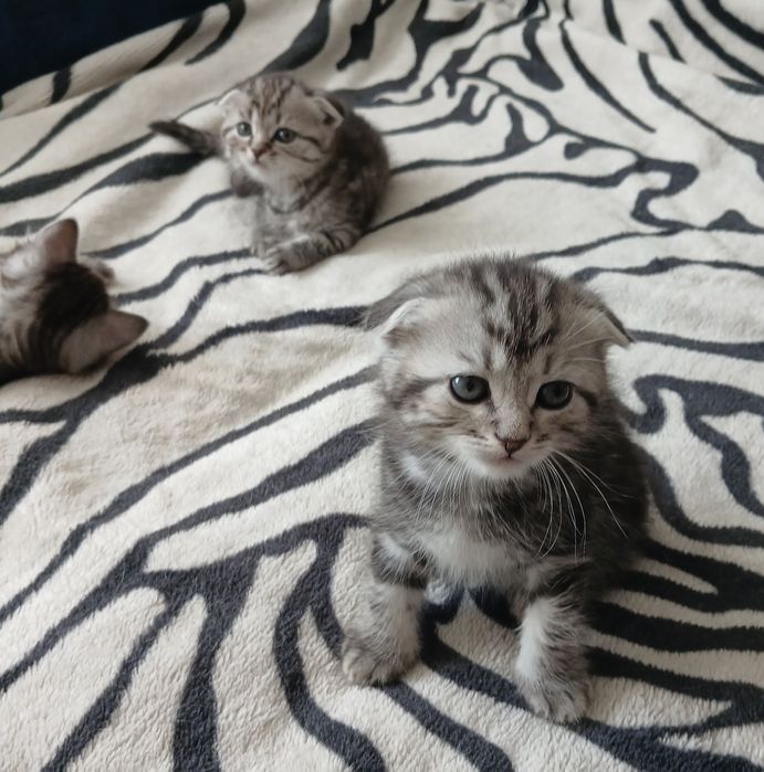 Продам британських кошенят