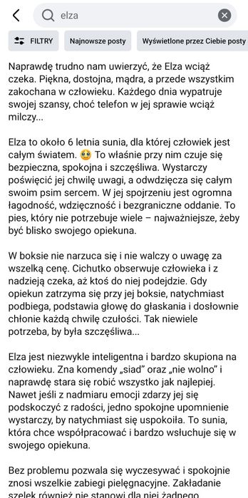 Elza w typie owczarka czeka w Schronisku w Napierkach
