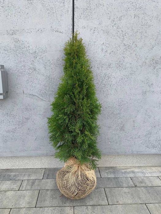Tuja szmaragd PRODUCENT 30 - 150 cm - RABATY