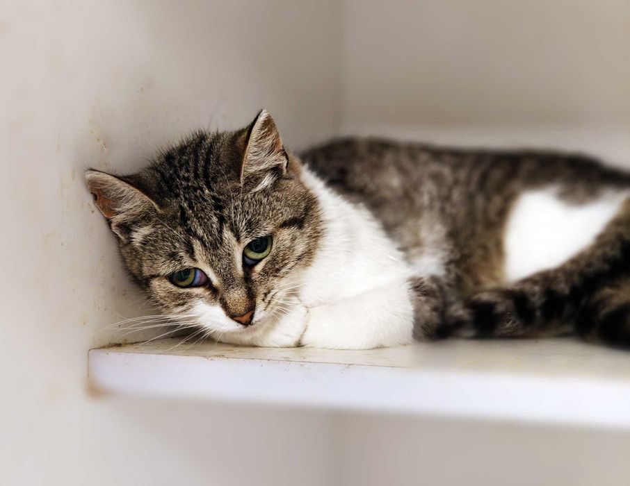 Кото-дитинка Совушка шукає дім