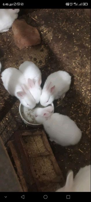 Продам самки Термонська біла