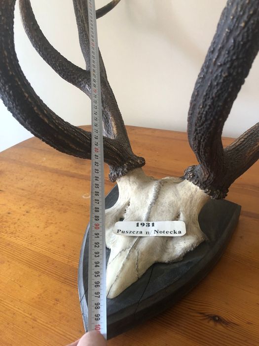 Sprzedam Poroże Jelenia