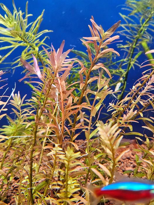 Alternanthera Rosanervig