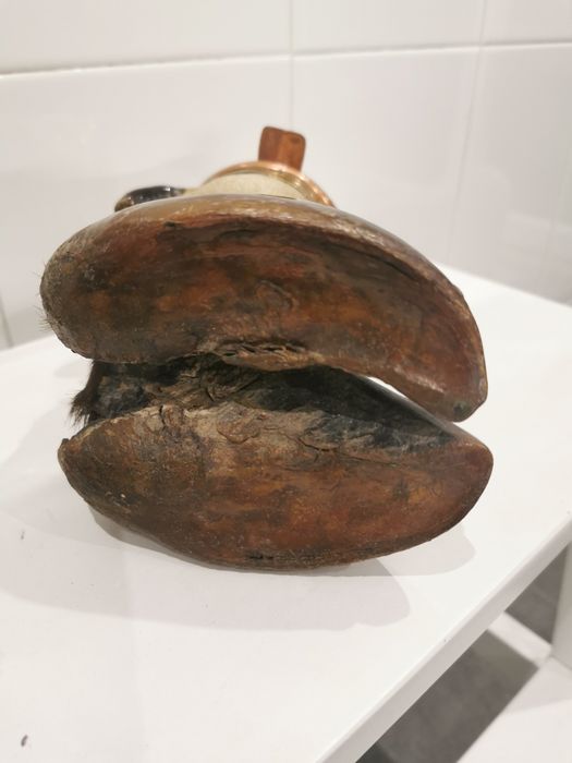 Cinzeiro pata de búfalo