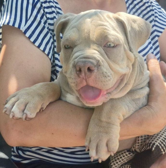 Щенки Американского Булли с документами.