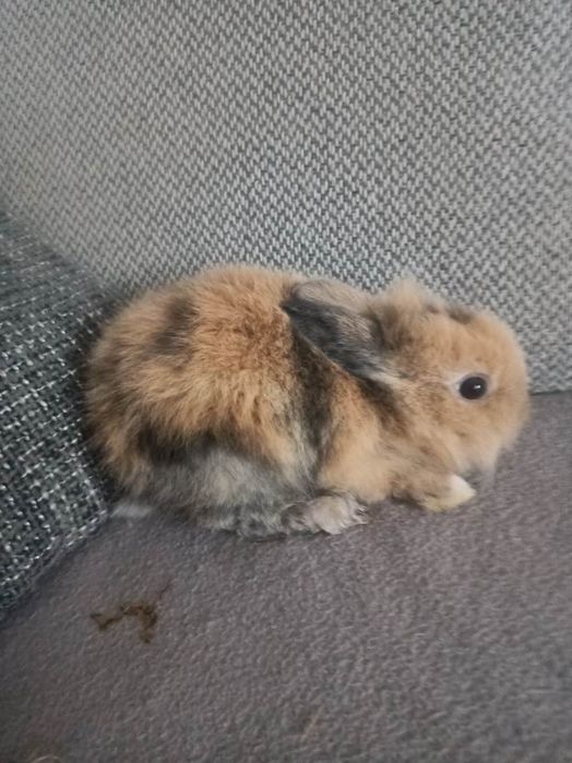 Króliczki miniaturki