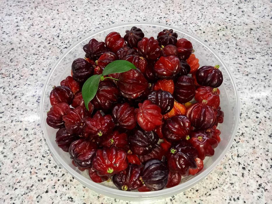 Pitangueira - Eugenia uniflora