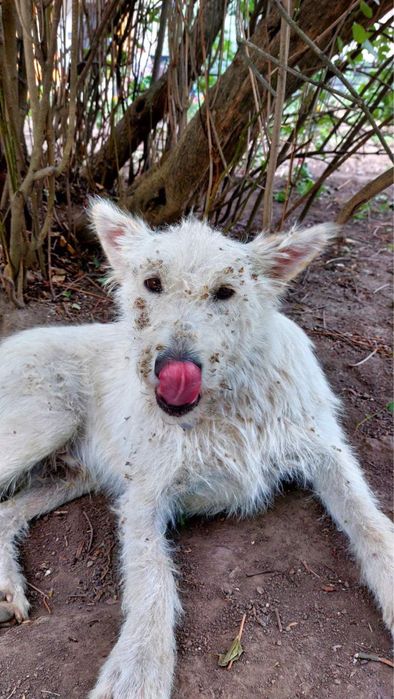 Шукає дім хлопчик білого кольору