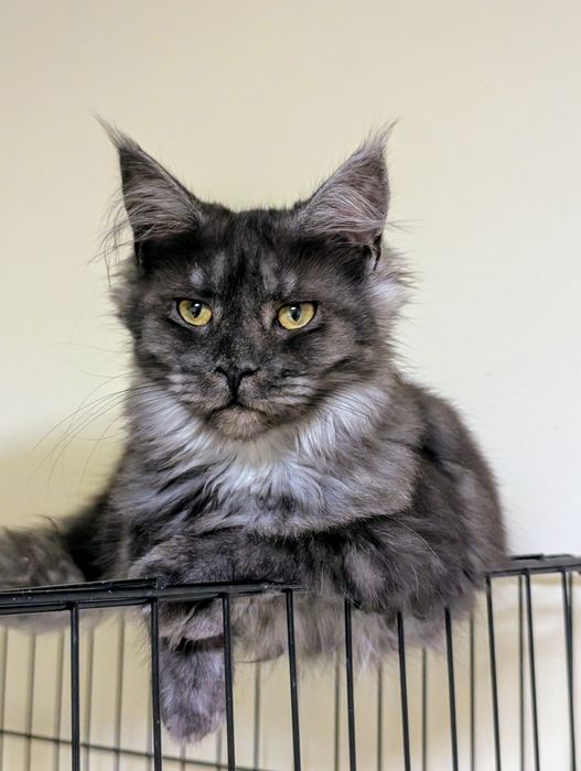 Cleo czarna dymna kotka Maine Coon. Zapraszamy