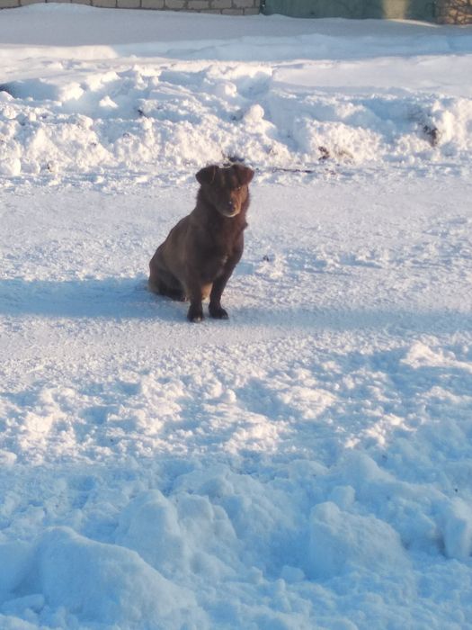 Віддам в добрі руки
