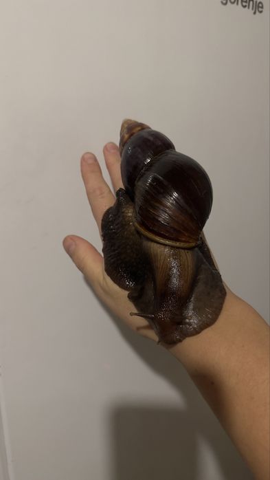 Ахатина Фуліка Стандарт равлики косметологія snail therapy collagen