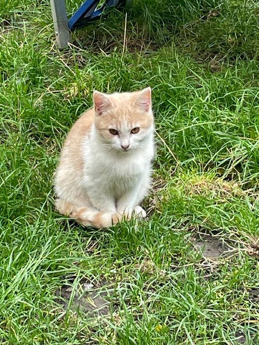 SOS! Чудові котики в добрі руки