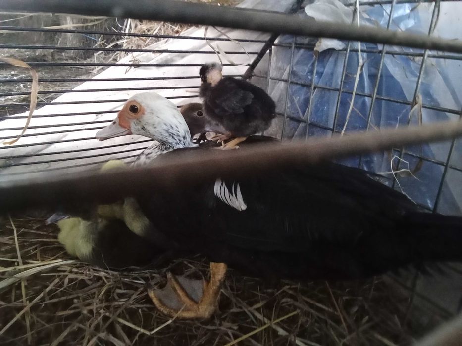 pata e seus patinhos