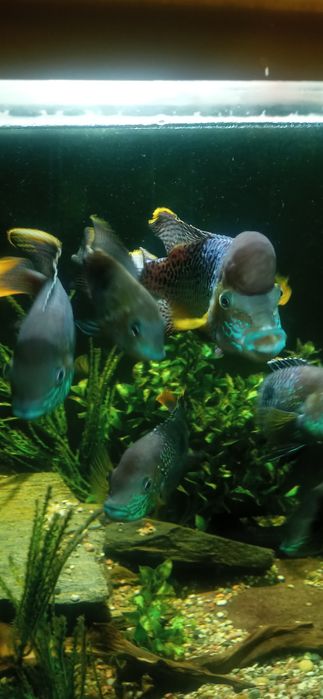 Sprzedam pielęgnice