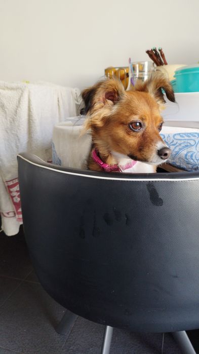 Hotel/creche incluindo exóticos e cuidados personalizados