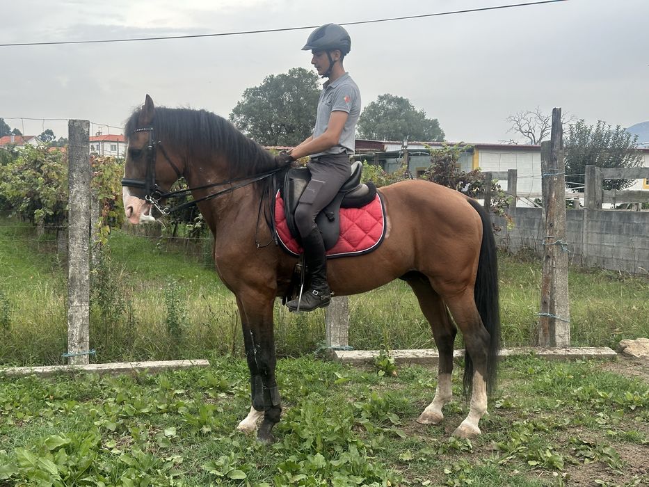 Cobricoes garanhao Azarado