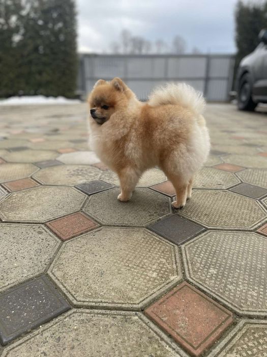 Померанський шпіц . Вʼязка