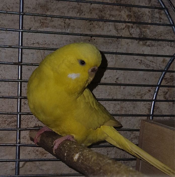 Sprzedam młode papugi faliste