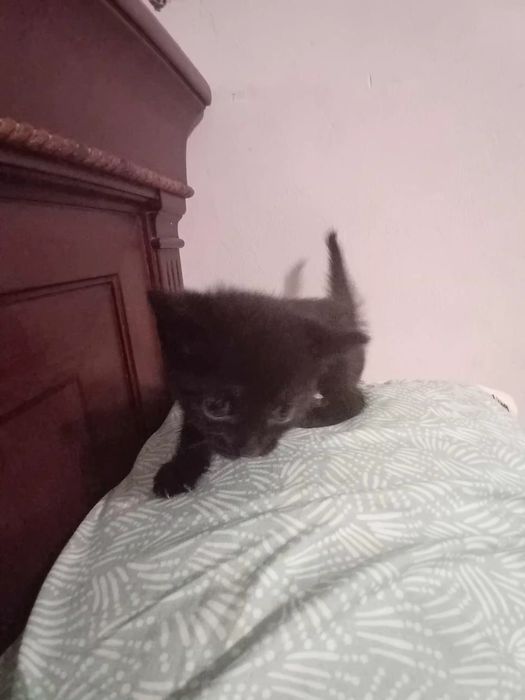 Gatinhos para adoção ja estao todos  reservados
