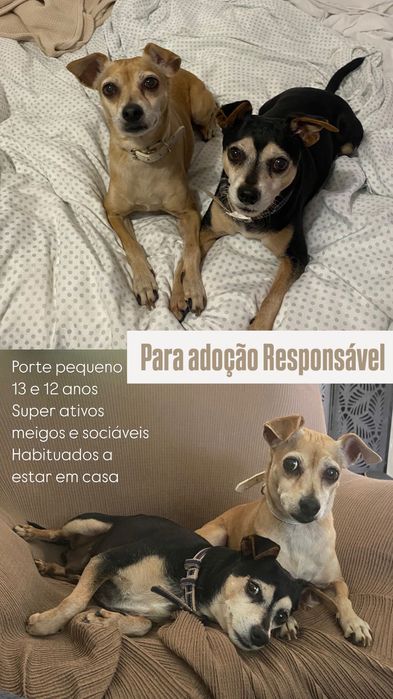 Cães para adoção