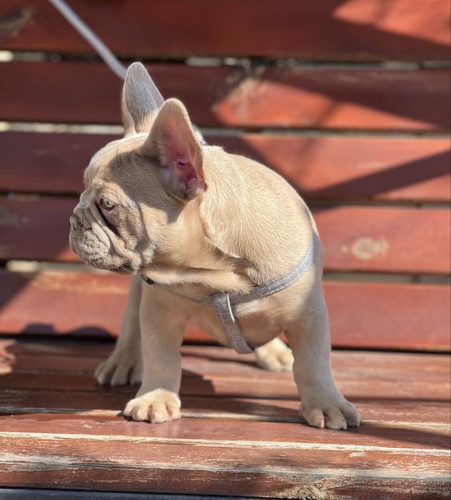 Французский бульдог