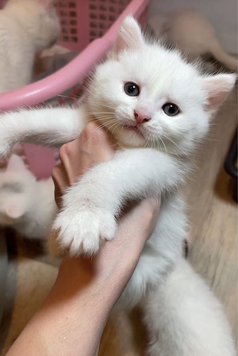 Котенок турецкая ангора девочка белая с вакцинами, паспортом, чипом