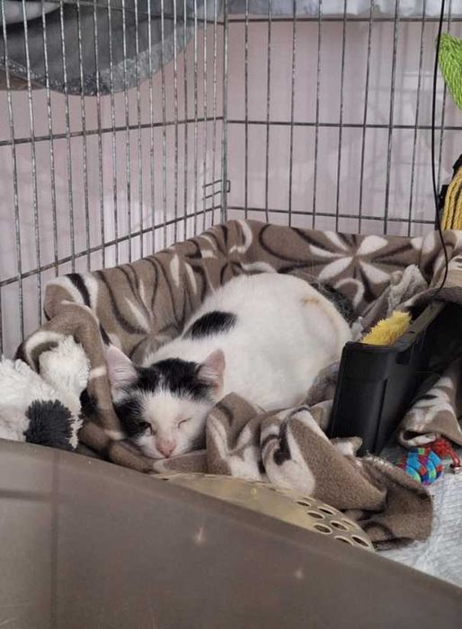 Poznaj Śnieżkę – delikatną, białą damę z sercem pełnym czułości