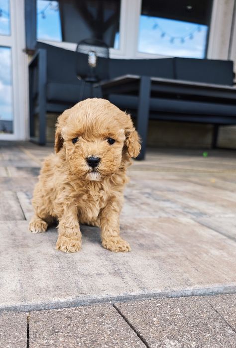 **Cavapoo** cudowna suczka!