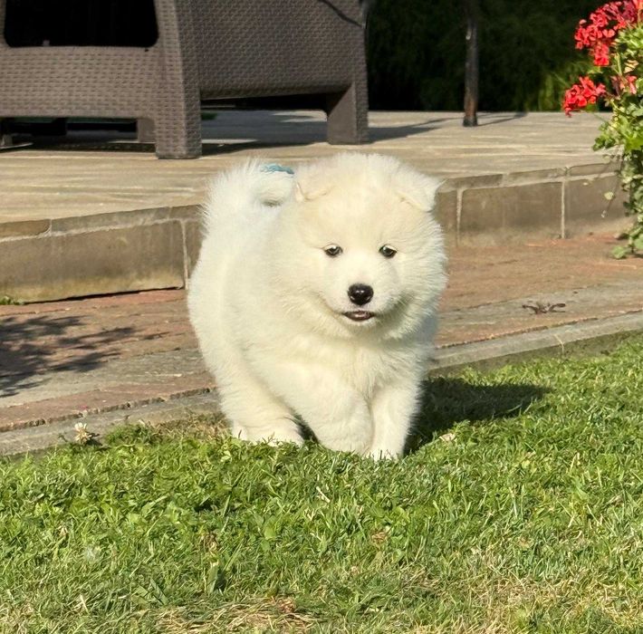 Samoyed szczeniak suczka ZKwP
