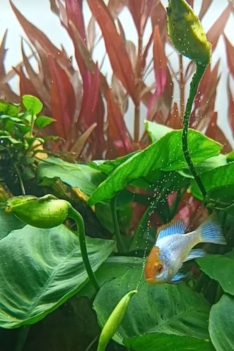 Ramireza Electric Blue