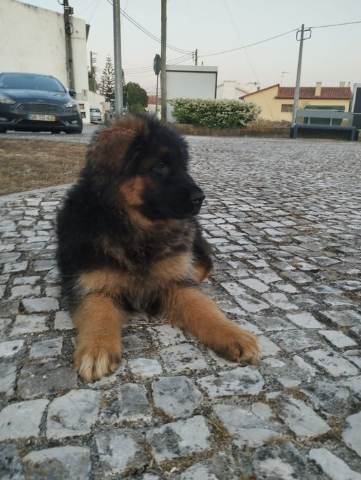 Pastor Alemão com lop e Afixo