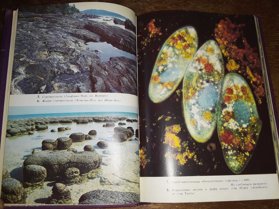 Дэвид Эттенборо "Жизнь на Земле"