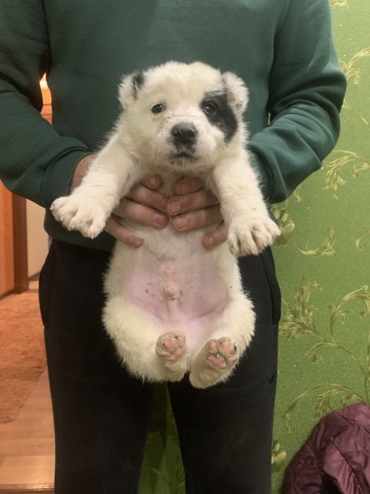 Продам щенят Алабая