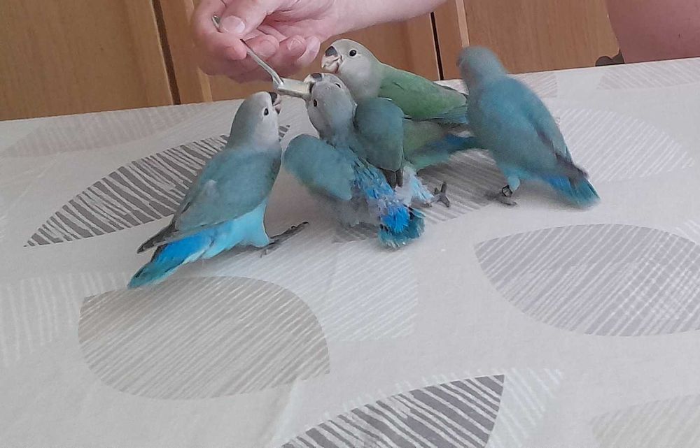 Roseicolis domesticados e anilhado